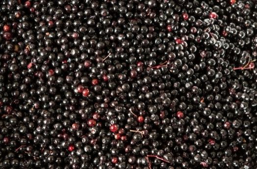 Elderberry thumbnail image