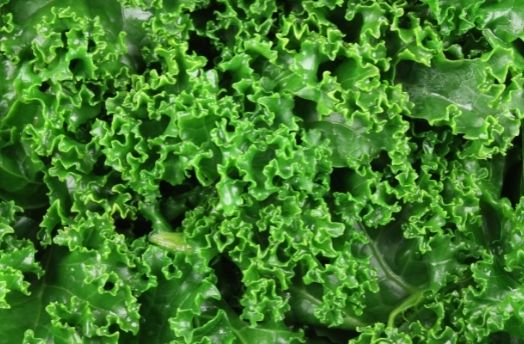 Kale (Organic) thumbnail image