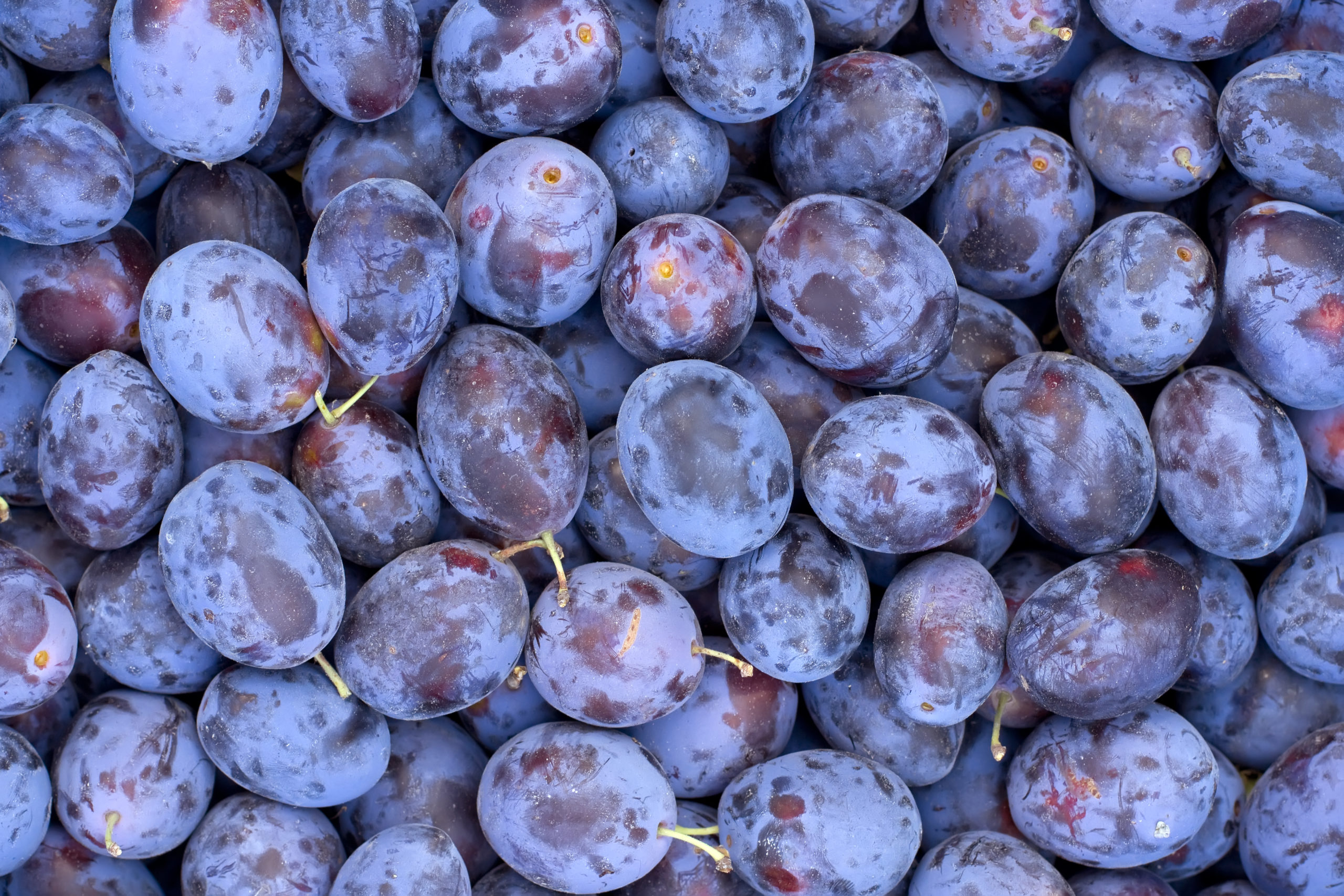 Plum (Organic) thumbnail image